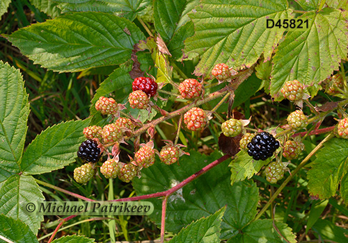 Allegheny Blackberry (Rubus allegheniensis)